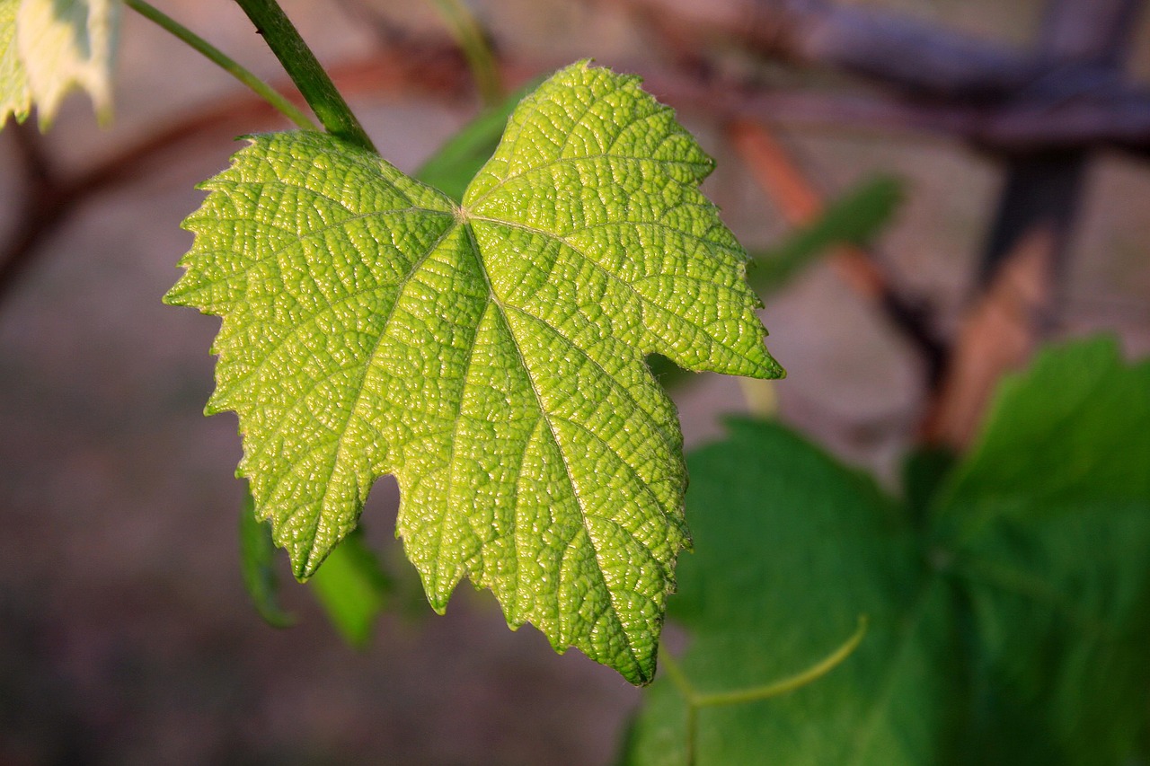 Growing Vine Plants for a Natural Privacy Fence